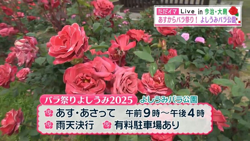 あすから「バラ祭り」開催！400種のバラが見頃 よしうみバラ公園周辺の島グルメはいかが？