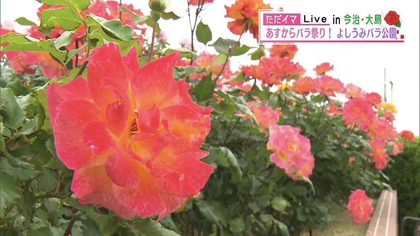 あすから「バラ祭り」開催！400種のバラが見頃 よしうみバラ公園周辺の
