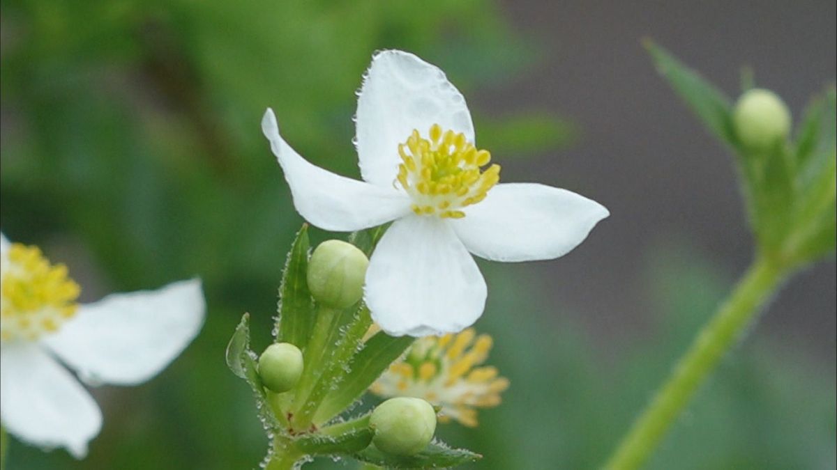 愛媛県の高山植物「シコクイチゲ」希少種に指定へ 環境省