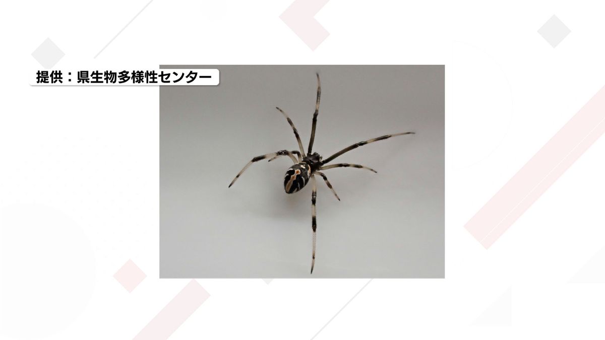 今治市で「セアカゴケグモ」3匹発見　見つけても触らず市町に連絡を