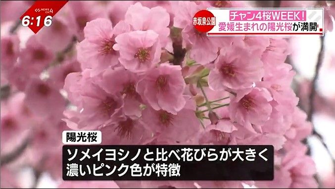 東温市の農家、高岡正明さんが品種登録した「陽光桜」