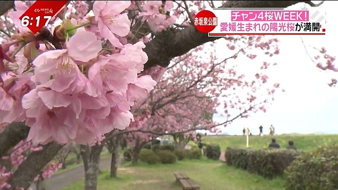 愛媛生まれの“陽光桜”に…牧場スイーツを味わいながら！県内で楽しめるサクラの名所