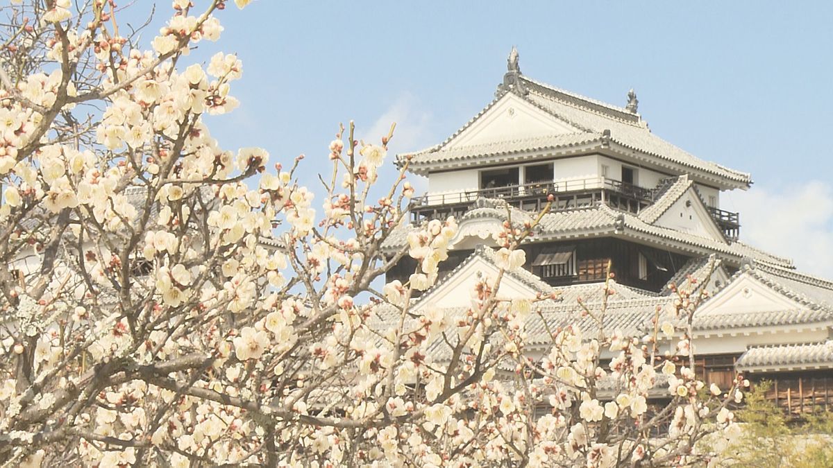 ようやく春の陽気 松山城の梅の花がほぼ満開 週末はGW並みの暖かさに