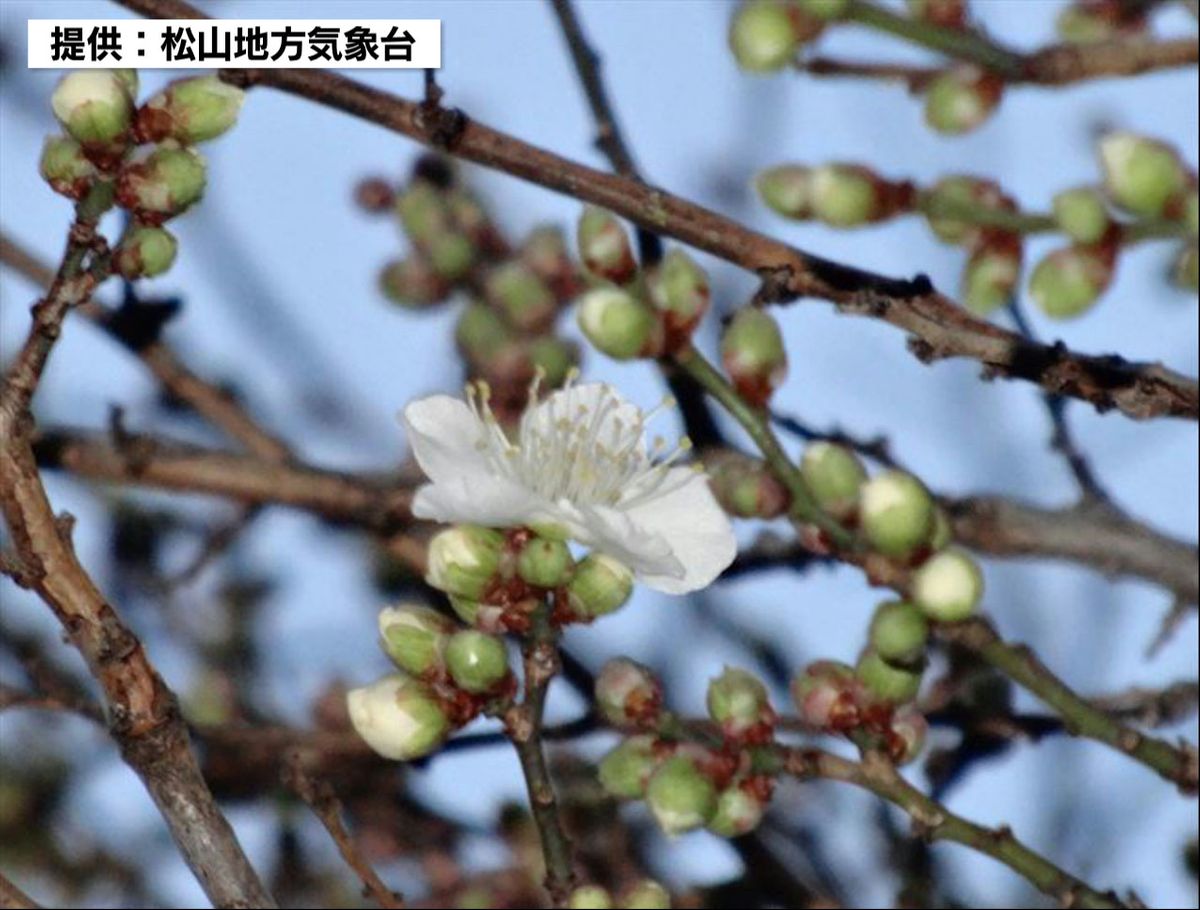 松山でウメが開花 きょう大寒 平年より15日遅く