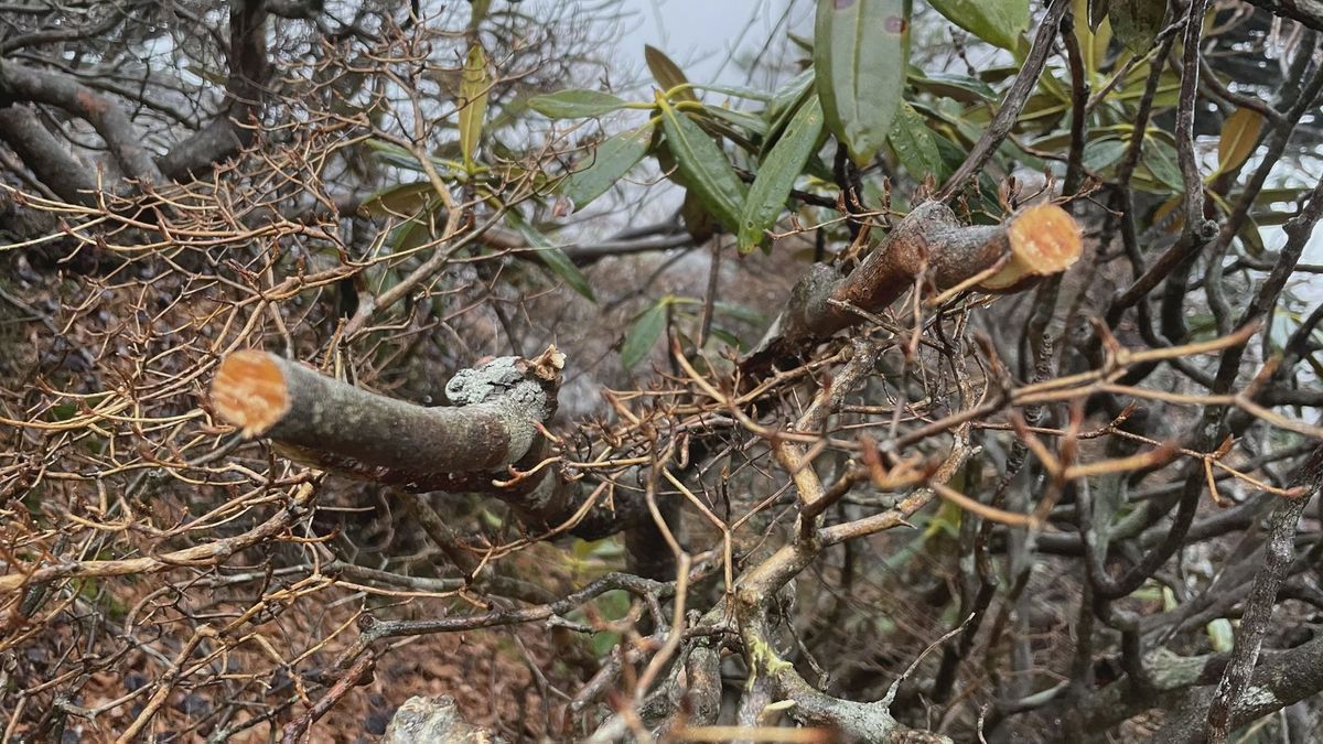 石鎚山で木が切られ落書きも…国定公園内での“破壊行為” 森林管理署が現場調査へ【愛媛】