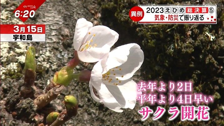 宇和島で桜が開花（3月15日）