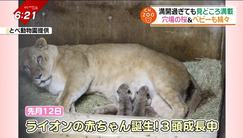 ライオンの赤ちゃんも誕生