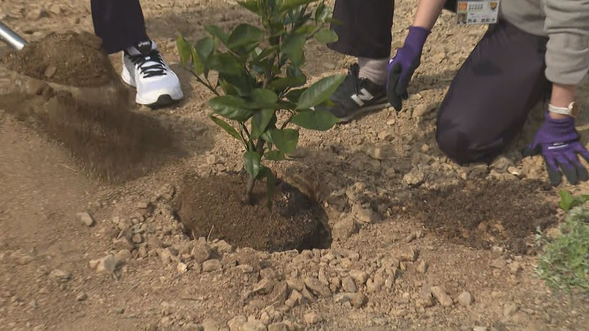 西日本豪雨で土砂崩れの被害 復旧工事すすむミカン山で苗木の植え付け【愛媛】