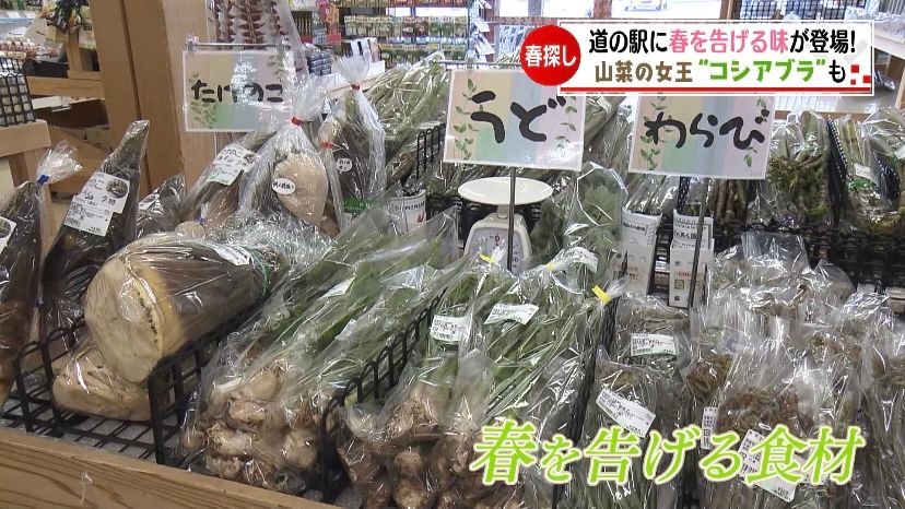 道の駅「天空の郷さんさん」に人気の山菜が登場！久万高原町にいつもより遅い春到来