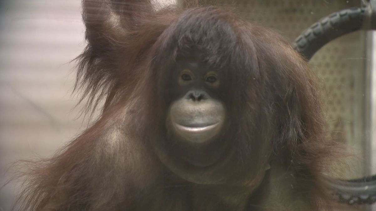 愛媛県とべ動物園のオランウータン復興プロジェクト
