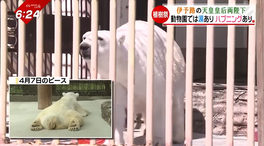 2ページ目 「会うのが夢でした」天皇皇后両陛下がとべ動物園で“白くま