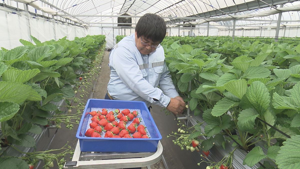 オオノ開發が新たに4品種のイチゴを開発 独自の栽培法で生産コスト削減にも期待【愛媛】