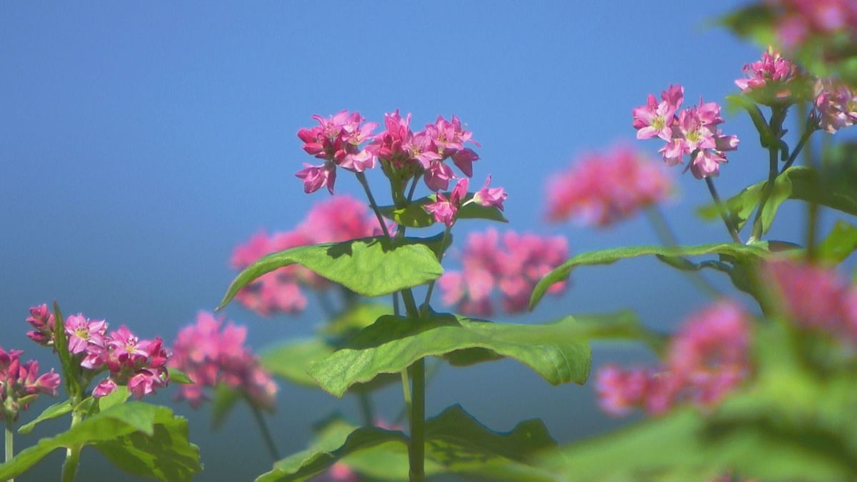 珍しい！赤ソバの花「高嶺ルビー」東温市の山里でまもなく見頃