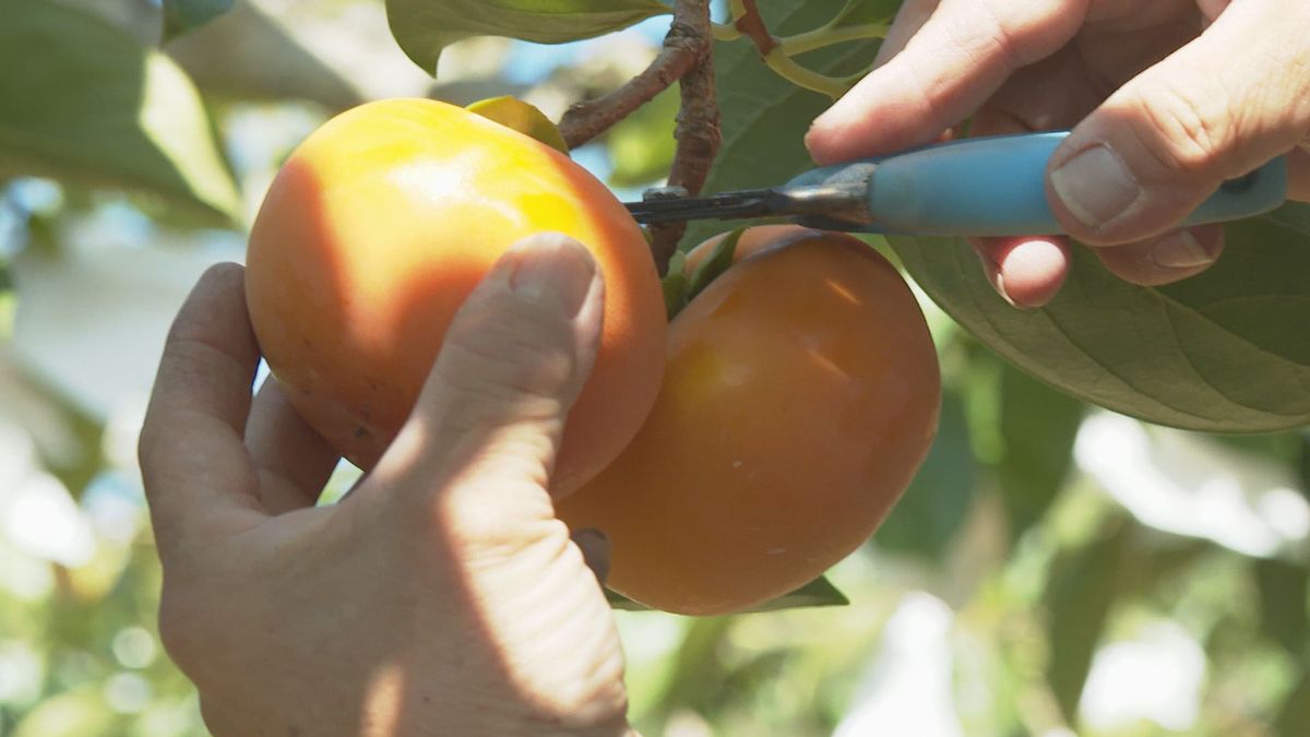 「作り始めてから一番甘い」内子町で“富有柿”の収穫はじまる 上々の出来【愛媛】