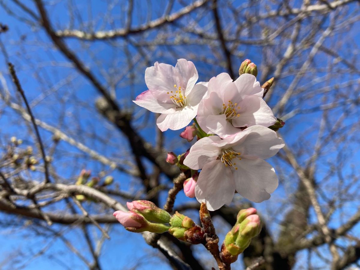 【速報】松山で桜 開花宣言 外国人観光客も「ビューティフル！」