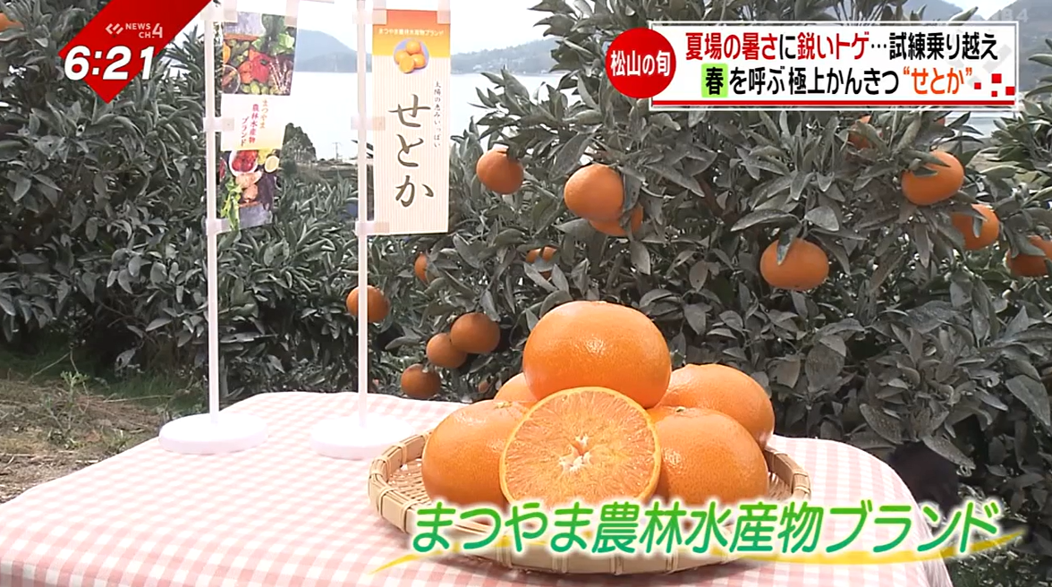 飲むゼリーはお土産にも人気！島で育った愛媛の高級かんきつ「せとか
