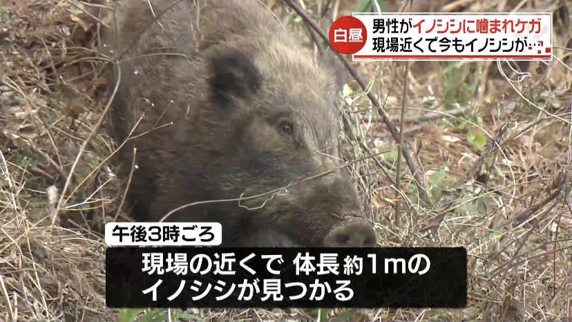 タケノコ掘りの最中に…男性がイノシシに噛まれケガ 警察が注意 タケノコ掘りの最中に…男性がイノシシに噛まれケガ 警察が注意