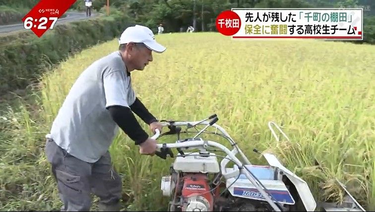 千町の棚田で稲刈りをする成高先生