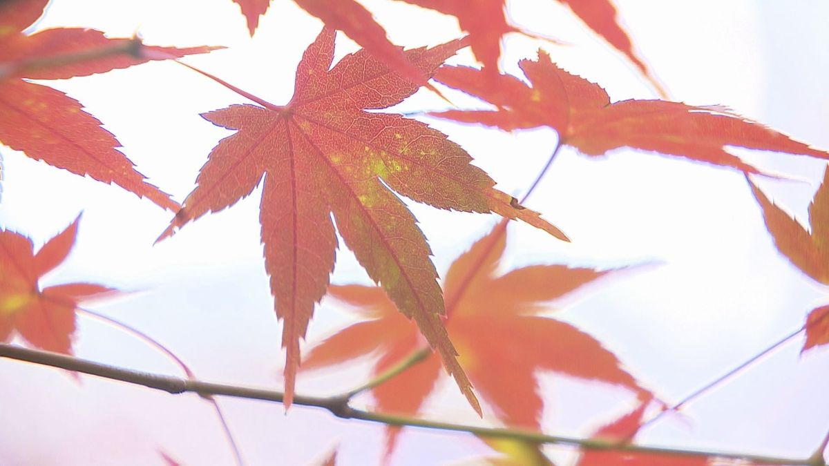 見頃はいつ？内子「もみじのトンネル」＆新居浜「紅葉まつり」へ