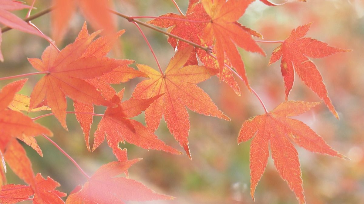 県内各地で紅葉が見頃 松山市の長建寺で幻想的な「リフレクション紅葉」が人気【愛媛】