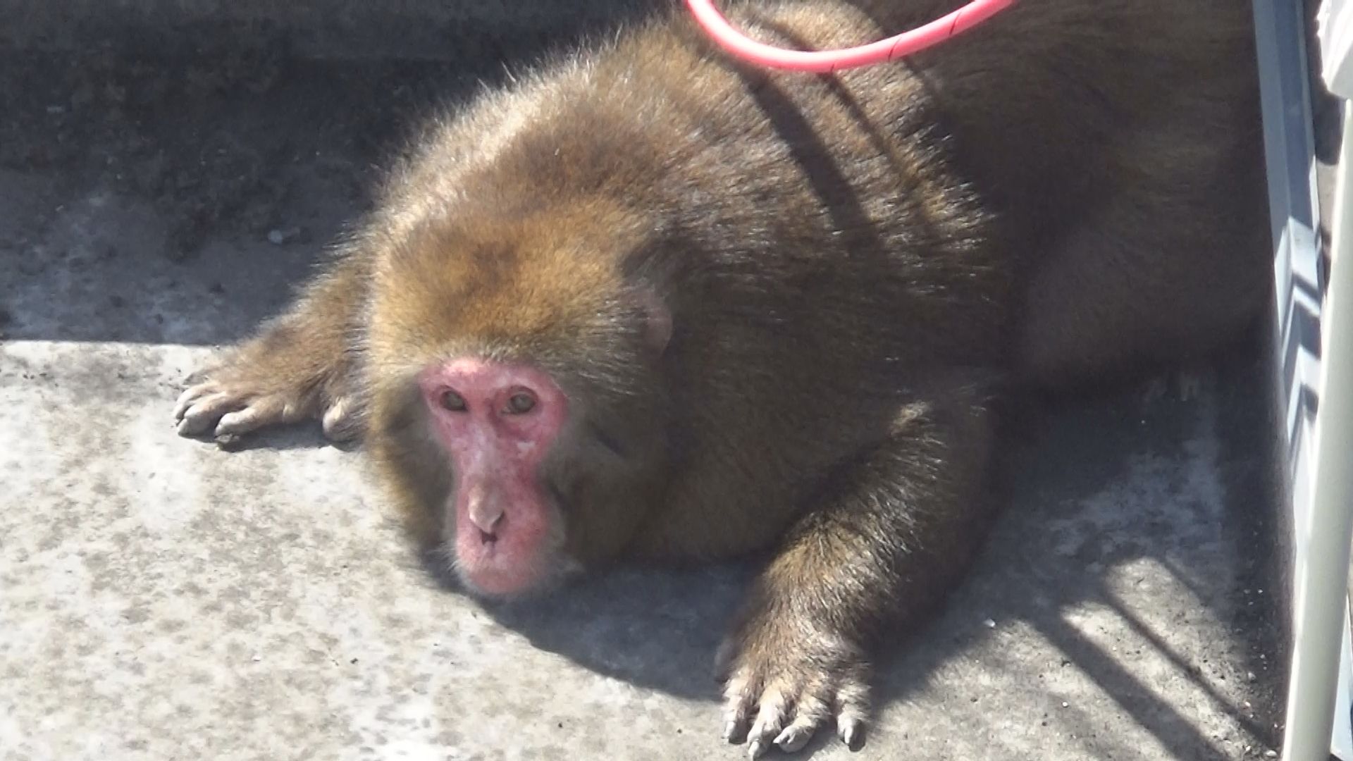 松山市中心部にサルが出没 いまだ捕獲ならず 秋から冬にかけ活発に
