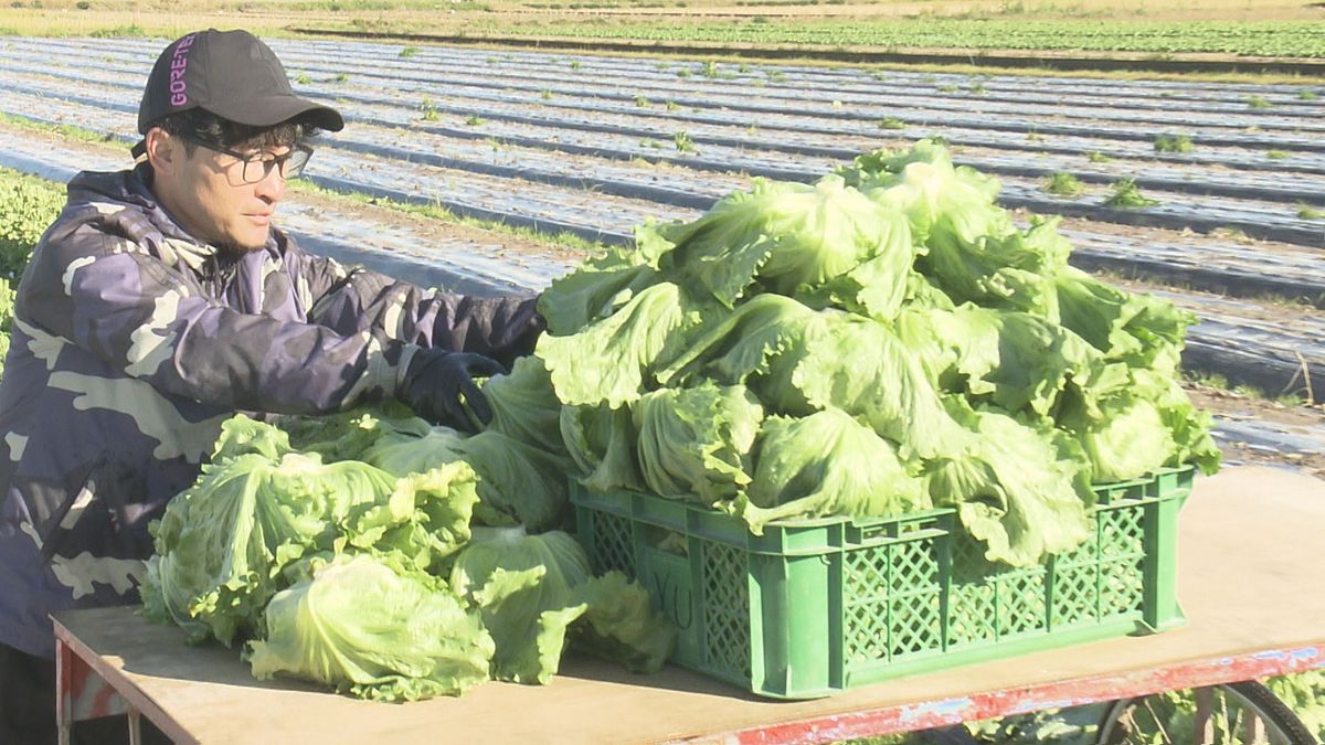 松前町で特産レタスの収穫盛ん 生育遅れるも寒さでグンと美味しく