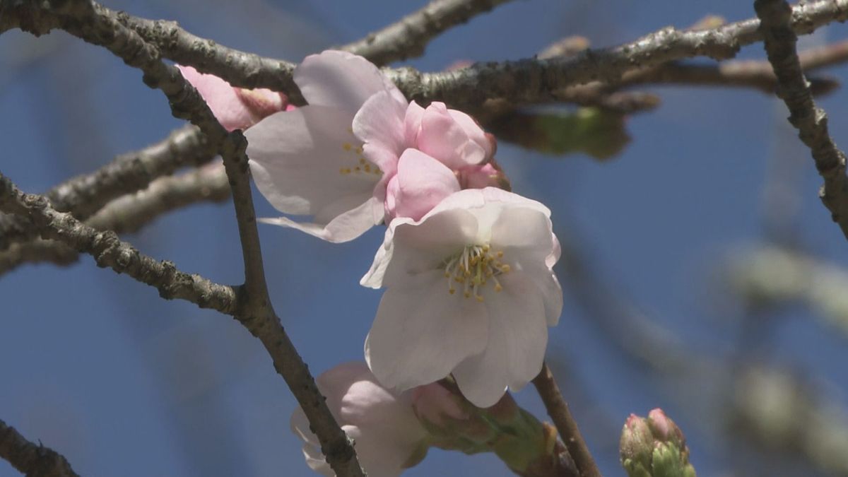 松山市でサクラ開花 平年より3日遅く 満開は来週の見込み