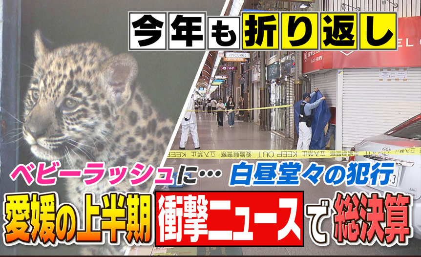 【総決算】実はメスだったライオン“クレイ”に松山市の人口50万人以下…衝撃ニュースで振り返る愛媛の2024上半期