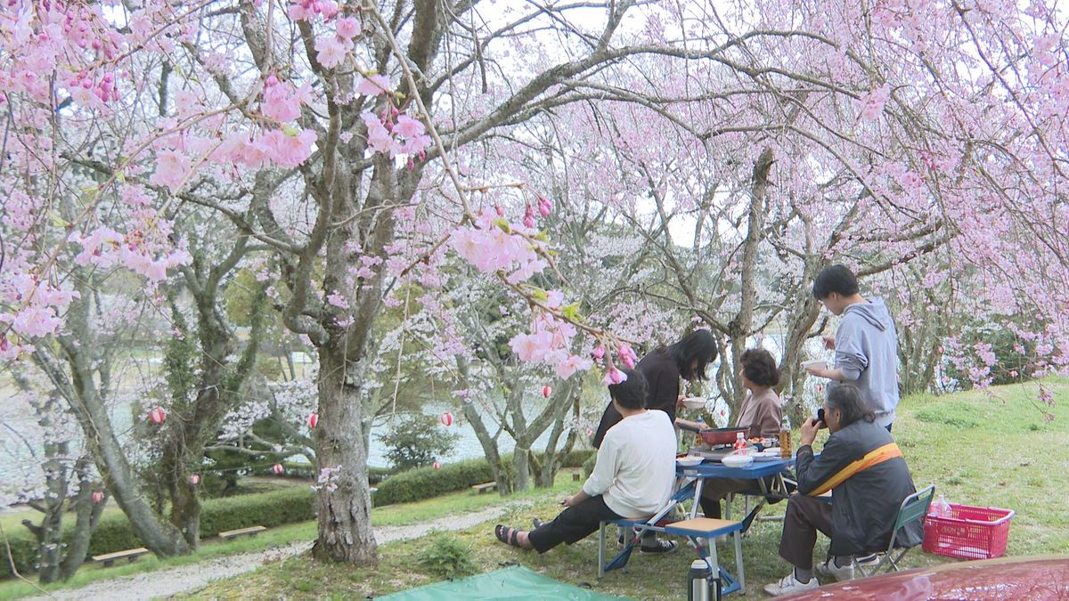 宇和島・街ナカの桜並木に…今治・湖畔ではライトアップも！県内で見ごろのサクラスポット