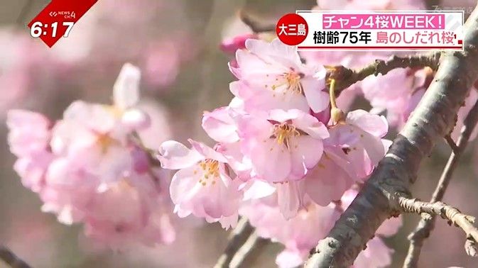 瀬戸内海の島で春を満喫！樹齢75年のしだれ桜に…島を愛する移住夫婦が作る“春パン”