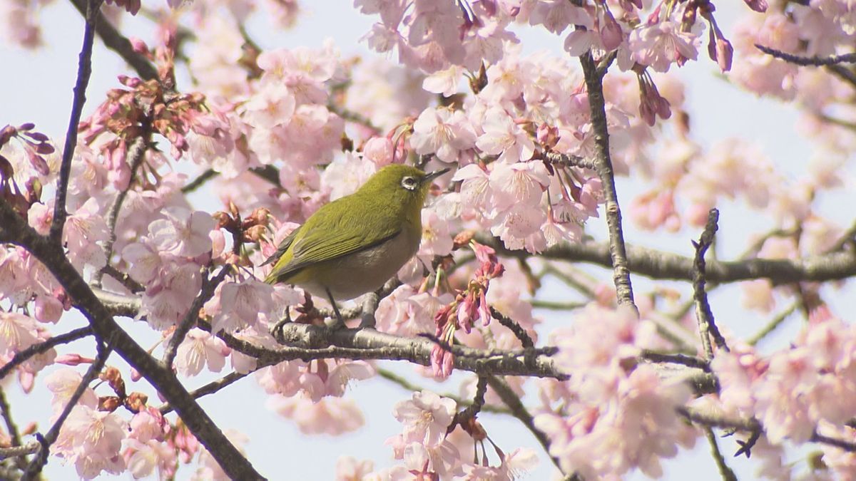 松山市で「薄紅寒桜」見ごろ 例年より1週間ほど早く満開【愛媛】
