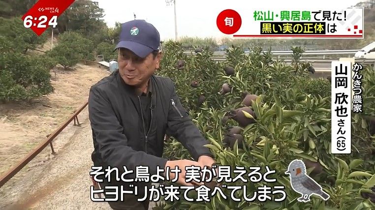 かんきつ農家 山岡欣也さん