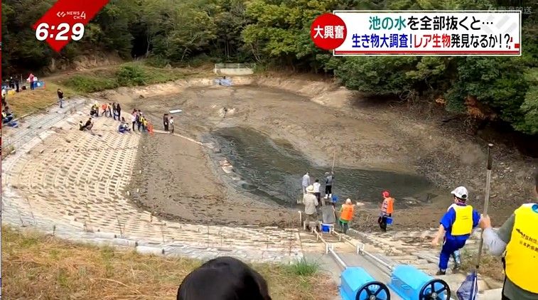 ため池の中には何が棲んでいる？池の水を全部抜くと…普段出会えない生き物たちに親子で大興奮！