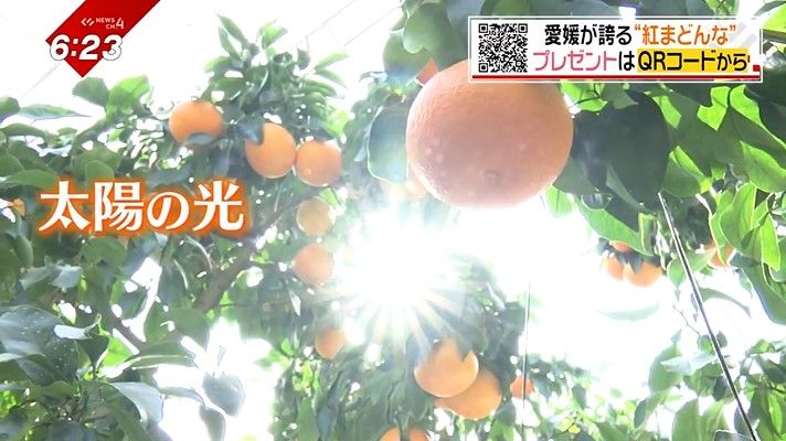 紅まどんな作りで必要なのは「太陽の光」と「水の管理」