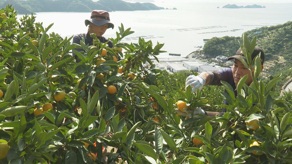 全国有数のミカン産地・八幡浜で「早生温州ミカン」収穫スタート