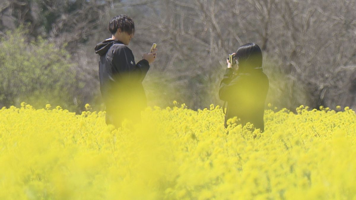 大洲市の河川敷で菜の花畑が満開 “黄色いじゅうたん”で春を満喫【愛媛】