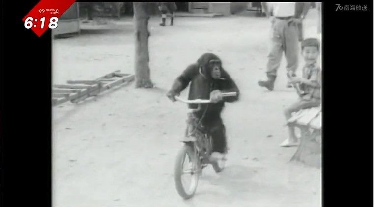 道後動物園で自転車に乗るチンパンジー