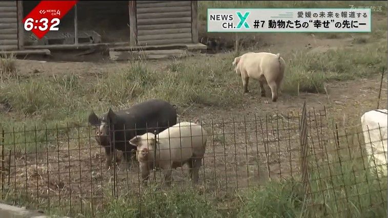西予市宇和町で放牧された豚