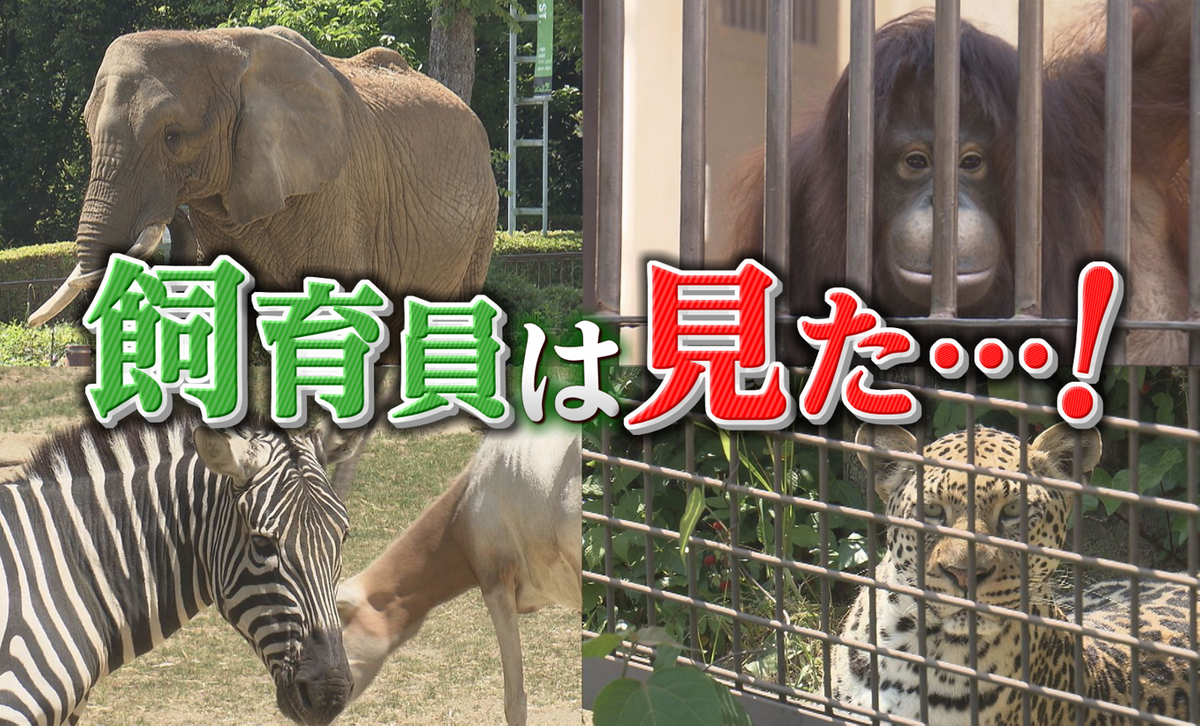 飼育員だから撮影できた！とべZOO動物たちのあっと驚く行動４選（2026年5月27日掲載）｜南海放送NEWS NNN