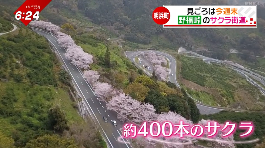 愛媛の絶景スポット、最新の開花状況は？空から巡る満開時のサクラの