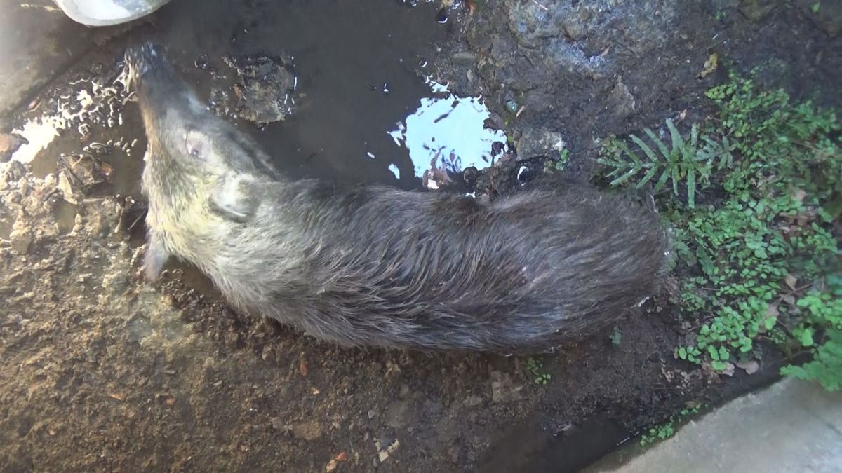 イノシシにかまれるなどして5人けが　水路を逃走も駆除【愛媛】