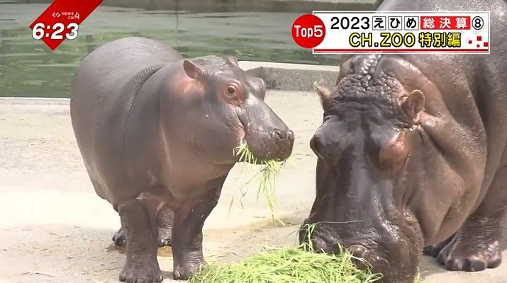 カバの男の子、まんぷく（左）