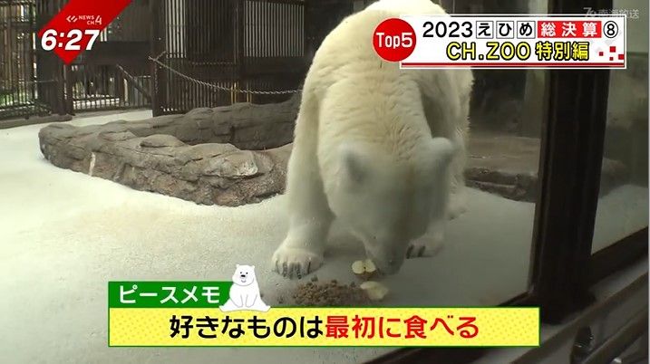 ホッキョクグマ用のペレットやりんごで腹ごしらえ