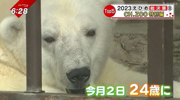 赤ちゃん誕生や涙のお別れに…白くまピースは24歳に！今年も魅力満載だった「とべZOO名場面5選」（2023年12月14日掲載）｜南海放送NEWS NNN