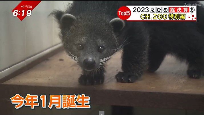 ビントロングの茶々丸