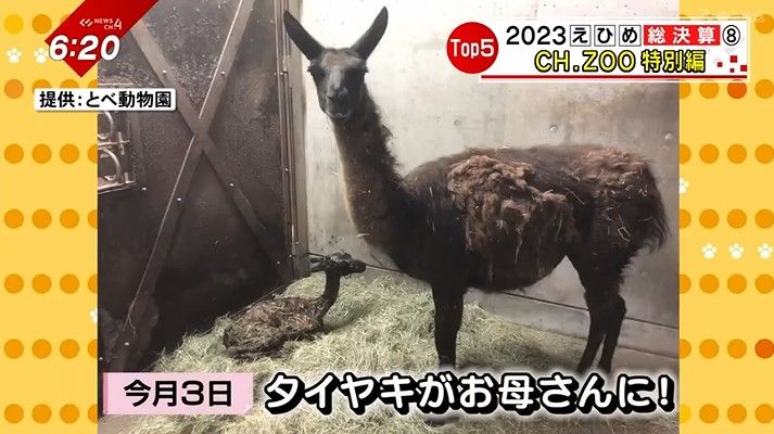 ラマのタイヤキは子育て中