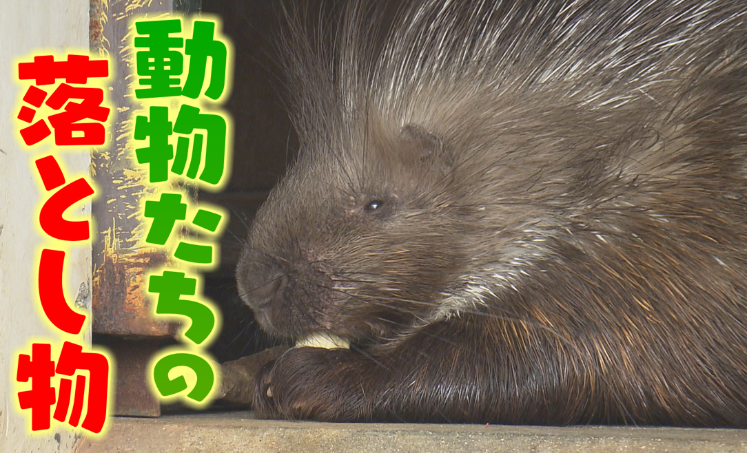獣舎の地面をよく見ると…新しい発見が！？とべZOOで動物たちの「落とし物」に注目