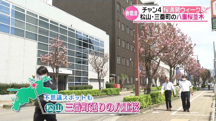 珍しい「黄緑色のサクラ」も！？松山市のオフィス街彩る300本の八重桜