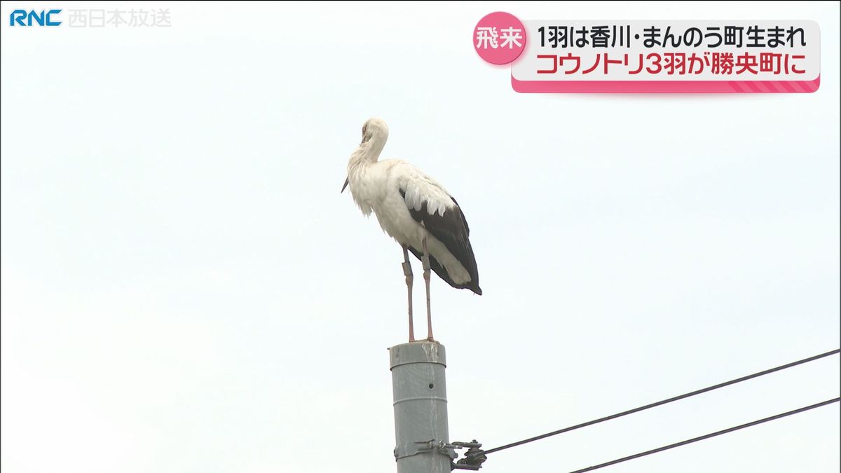 コウノトリ3羽が勝央町に飛来　1羽は香川県まんのう町生まれ
