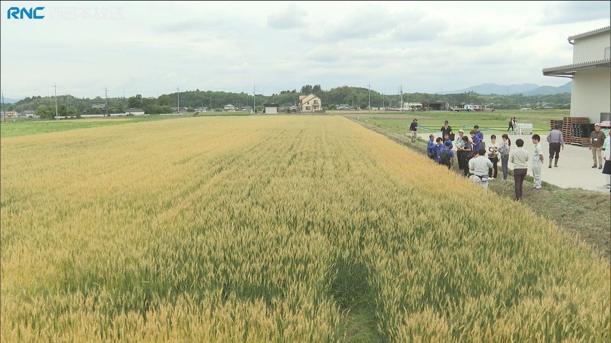 津山産小麦をアピール　産地見学会